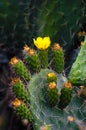 Opuntia ficus-indica cactus flower blooming in Menashe mountains in the north of Israel. Royalty Free Stock Photo