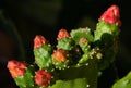 Soft focus on Prickly pear cactus.