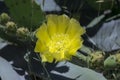 Spineless cactus or prickly pear in bloom