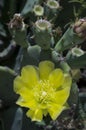 Spineless cactus or prickly pear in bloom