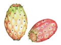 Opuntia ficus indica - prickly pear fruits handmade illustration