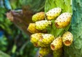 Opuntia ficus-indica or prickly pear, Indian fig opuntia, cactus pear. Ripe yellow orange fruits of opuntia closeup
