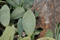 Opuntia ficus-indica Royalty Free Stock Photo