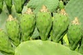 Opuntia green fruits and leaves