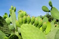 Opuntia green leaves and fruits