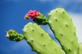 Opuntia green leaves and red flower in blossom