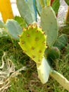 Opuntia humifusa plant
