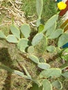 Opuntia humifusa plant