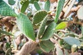 Opuntia hyptiacantha