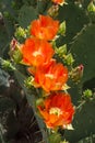Cactus Spineless Prickly Pear in full bloom - Opuntia laevia