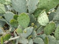 Opuntia macrocentra cactus. Macro view Royalty Free Stock Photo
