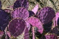 Opuntia macrocentra, Purple Prickly Pear cactus