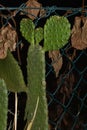 Opuntia microdasy or Bunny Ears Cactus