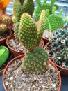 Opuntia microdasys, angel`s-wings, bunny ears cactus, bunny cactus or polka-dot cactus Royalty Free Stock Photo