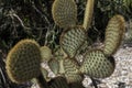 Opuntia microdasys angel`s-wings, bunny ears cactus, bunny cactus or polka-dot cactus. Royalty Free Stock Photo