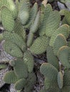 Opuntia microdasys bunny ears cactus, bunny cactus or polka-dot cactus. Royalty Free Stock Photo