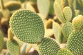 Opuntia microdasys or Bunny ears cactus