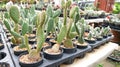 Opuntia microdasys or cactus in the flowerpot Royalty Free Stock Photo