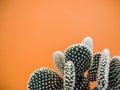 Opuntia microdasys cactus plant also known as bunny ears cactus against a soft orange background Royalty Free Stock Photo