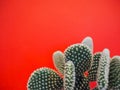 Small opuntia microdasys cactus also known as bunny ears cactus against a vibrant coral pink background Royalty Free Stock Photo