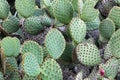 Opuntia Microdasys cactus plant in the mountain