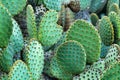Opuntia Microdasys cactus plant in the mountain
