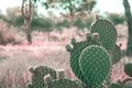 Opuntia Microdasys cactus in prairies landscape background with field grass trees. Beautiful tranquil idyllic nature scene Royalty Free Stock Photo