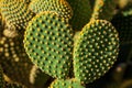 Opuntia microdasys cactus stem with polka-dot like pattern created by the yellow glochids clusters