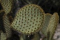 Opuntia microdasys close-up, also angel`s-wings, bunny ears cactus, bunny cactus or polka-dot cactus. Royalty Free Stock Photo