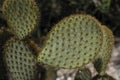 Opuntia microdasys close-up angel`s-wings, bunny ears cactus, bunny cactus or polka-dot cactus. Royalty Free Stock Photo