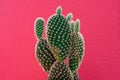 Opuntia microdasys cute cactus with bunny ears shape tropical plant