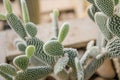 Opuntia microdasys Royalty Free Stock Photo