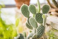 Opuntia microdasys Royalty Free Stock Photo