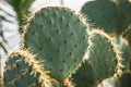 Opuntia orbiculata