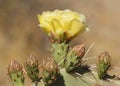 Prickly Pear Cactus Opuntia phaeacantha Flower