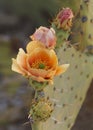 Prickly Pear Cactus Opuntia phaeacantha Flower