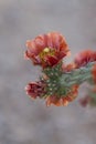 Prickly Pear Cactus Opuntia phaeacantha Flower