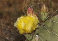 Prickly Pear Cactus Opuntia phaeacantha Flower