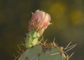 Prickly Pear Cactus Opuntia phaeacantha Flower