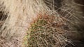 Opuntia Polyacantha Erinacea Spines - Little San Bernardino Mtns - 082022