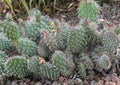 Opuntia polyacantha, the prickly-pear cactus in the Gardens of Villa Cipressi in Varenna. Royalty Free Stock Photo