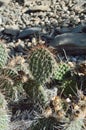 Opuntia polyacantha prickly pear cactus plains cactus panhandle pricklypear vertical Royalty Free Stock Photo