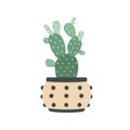 Opuntia, potted pear cactus. Prickly house plant with thorns. Barbed segmented cacti growing in home flowerpot. Tropical