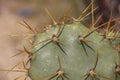 Opuntia prickly cactus with thorns close up wallpaper Royalty Free Stock Photo