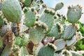 Opuntia or Prickly pear cactus plantation.