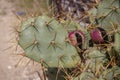 Opuntia prickly pear cactus with thorns and fruits, prickly Royalty Free Stock Photo