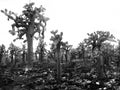 Opuntia or prickly pear cactus in volcanic rock of Galapagos Islands, Ecuador: black and white Royalty Free Stock Photo