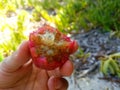 Opuntia prickly pear fruit