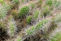 Opuntia prickly pear needles