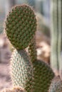 Opuntia pycnantha Engelm in perfect condition Royalty Free Stock Photo